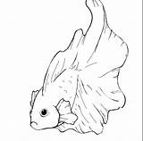 Betta sketch template