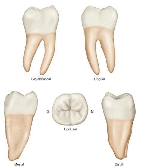 review  tooth morphology dental anatomy physiology  occlusion