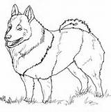 Coloring Elkhound Norwegian Schipperke Pages sketch template