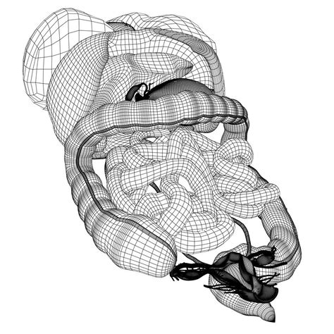 human female internal organs anatomy 3d model cgtrader