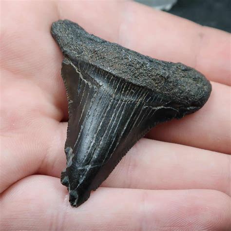 fossil carcharodon megalodon teeth buy fossil shark tooth  uk