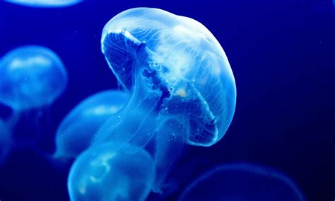 jellyfish characteristics species classification anatomy  habitat