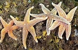 Afbeeldingsresultaten voor Asteriidae Feiten. Grootte: 161 x 104. Bron: seastar-ru.com