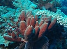 Image result for "rissoa Porifera". Size: 138 x 100. Source: es.wikipedia.org