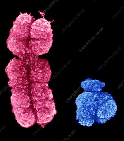 X And Y Chromosomes Chromosome