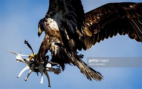 eagles trained   drones drone hd wallpaper regimageorg