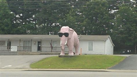 pink elephant  sunglasses  willow ave cookeville tn outdoor