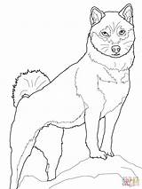 Shiba Inu Akita Supercoloring Husky Tiere Chien Colorare Ausmalbilder Designlooter Animales sketch template