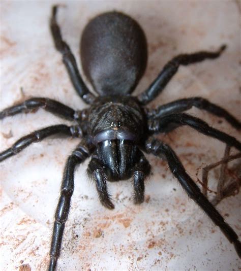 black spiders search results animal planet galleries