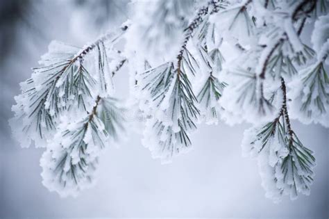 snow covered leaves  winter stock photo image  plants outdoor