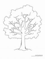 Tree Outline Template Printable Drawing Leaves Templates Clip Leafless Clipart Stencil Branches Trees Palm Cliparts Trunk Kids Library Without Cut sketch template
