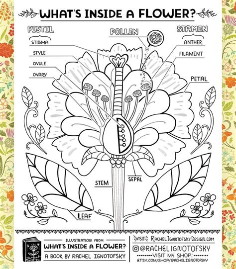 coloring pages  worksheets   science