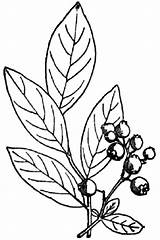 Blueberry Coloring Pages Bush Draw Drawing Blueberries Color Getdrawings Popular sketch template