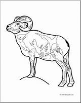 Coloring Sheep Bighorn Pages Colouring 33kb 304px Drawings sketch template