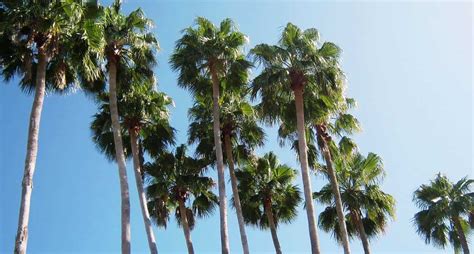 top  secrets  keeping  florida palm tree healthy