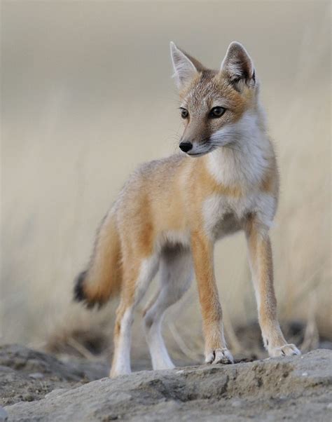 swift fox  canadian conservation success story nature alberta