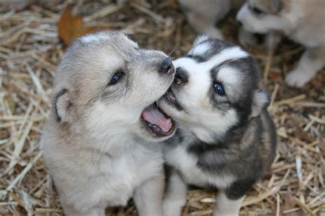 baby husky pictures carinewbi