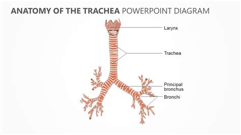 anatomy   trachea powerpoint diagram trachea study board nursing