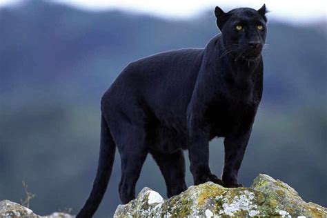 panther mystery  reported sighting  telford streets shropshire star