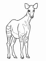 Okapi Coloring Gazelle Coloriages Giraffidae Mammals Fo sketch template