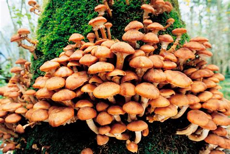 growing shiitake mushrooms  inexpensive delicacy naturalcavecom