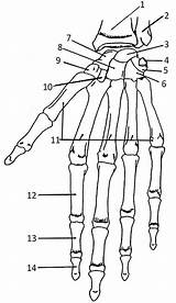 Hand Bones Anatomy Coloring Human Skeleton Skeletal Physiology Bone Worksheet Carpals Names Body Arm Practice System Diagram Label Book Skull sketch template
