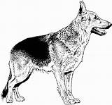 Coloring Pages Dog German Shepherd Breed Realistic Print Kids Dogs Great Puppy Dane Printable Drawings Para Thecoloringbarn Tiere Colorear Choose sketch template