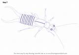 Earwig Drawing Draw Step Insects Shown Details Some Add Tutorials sketch template