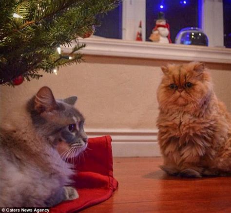 Grumpy Cat Is A Real Festive Grinch During Christmas Season Daily