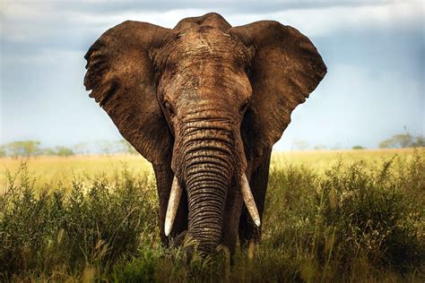 scientists map  dna history    present elephants digital