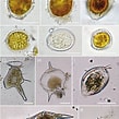 Afbeeldingsresultaten voor "alexandrium Pseudogonyaulax". Grootte: 109 x 109. Bron: www.researchgate.net