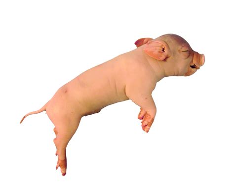 plain fetal pig biologyproductscom
