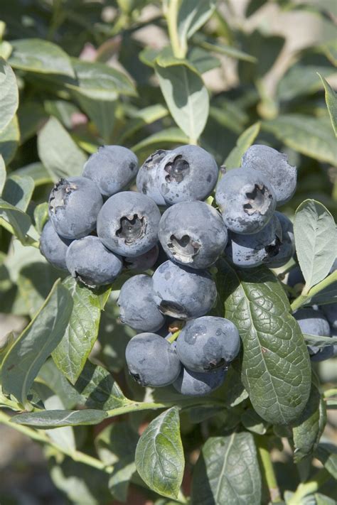 blues legends   tasting blueberries  grow espoma