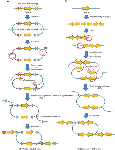 gene amplification mechanisms  involvement  cancer