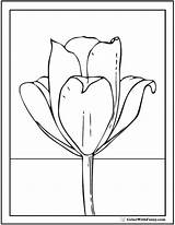 Tulip Coloring Flower Single Pages Colorwithfuzzy sketch template