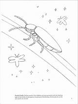 Insects sketch template