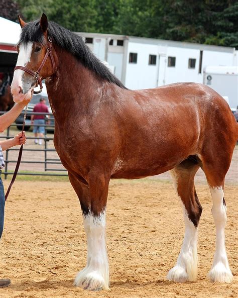 horse clydesdale purebred mare draft bay equine animal pikist