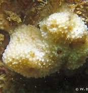 Afbeeldingsresultaten voor "dysidea Fragilis". Grootte: 174 x 185. Bron: european-marine-life.org