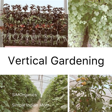 vertical gardening basics rules      vertical