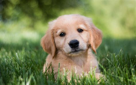 cute golden retriever puppies wallpaper  images