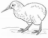Kiwi Bird Coloring Pages Categories sketch template