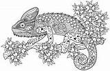 Pages Coloring Amphibians Reptiles Colouring Books Sheets Colour Stuff Animal Printable Adult Board sketch template