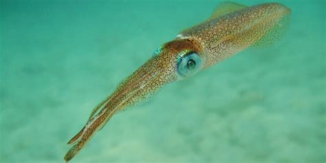 squid      octolab tv