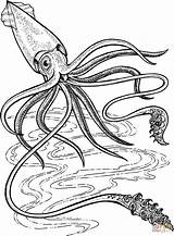 Squid Giant Coloring Pages Deep Printable Colossal Sea Drawing Ocean Supercoloring 5e Calmar Para Colorear Print кальмар Kraken Template Animals sketch template