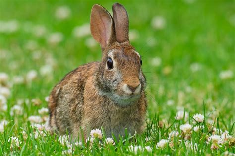 eastern cottontail rabbit adaptations