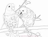 Coloring Pages Parakeet Conure Sun Budgie Drawing Macaw Poicephalus Color Parrot Printable Scarlet Hyacinth Print Getdrawings Template Getcolorings Popular sketch template