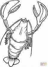Lobster Aragosta Raki Kraby Kolorowanki sketch template