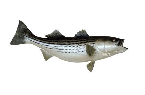 mounted striped bass  stock photo public domain pictures