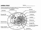Drawing Cytoplasm Cell Paintingvalley Drawings sketch template