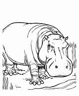 Coloring Pages Hippopotamus Color Getcolorings Printable sketch template